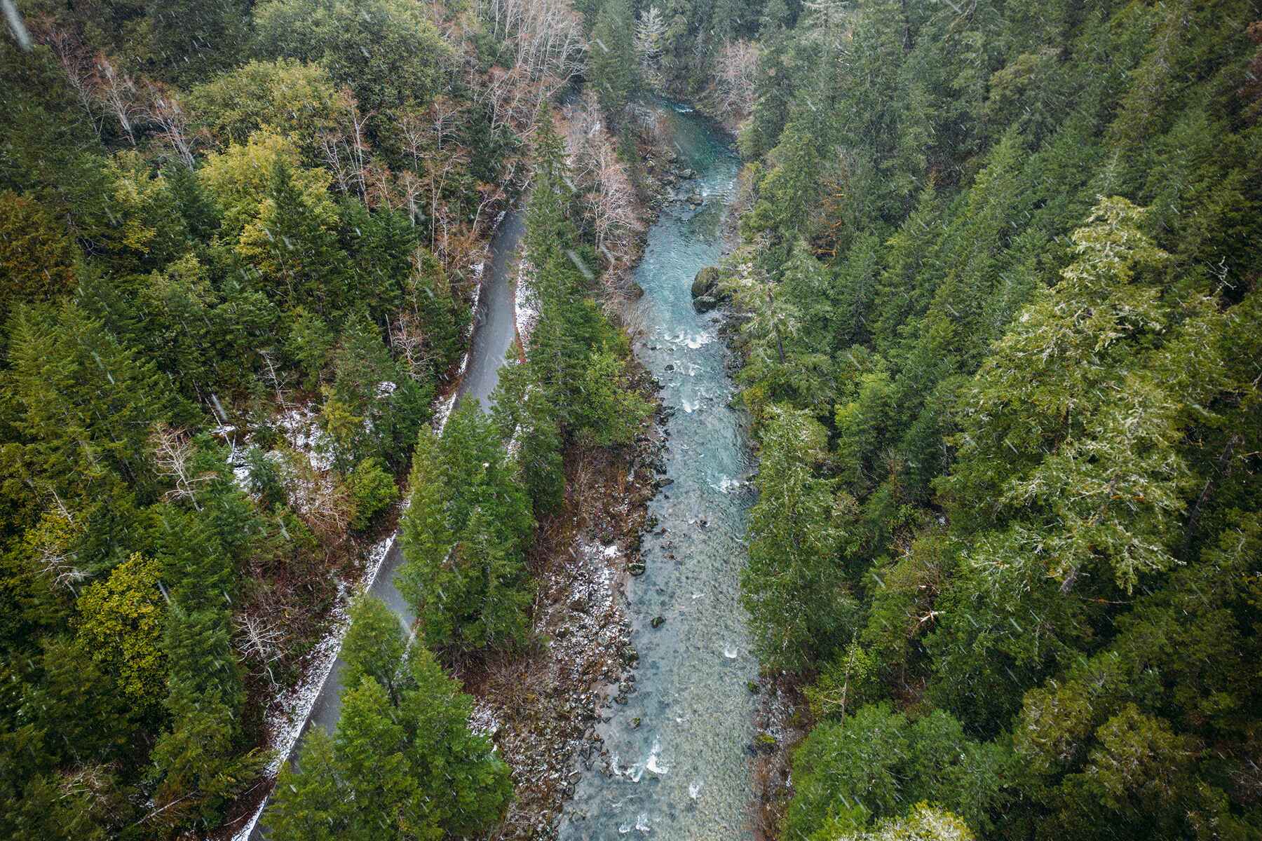 Plant Trees for Impact