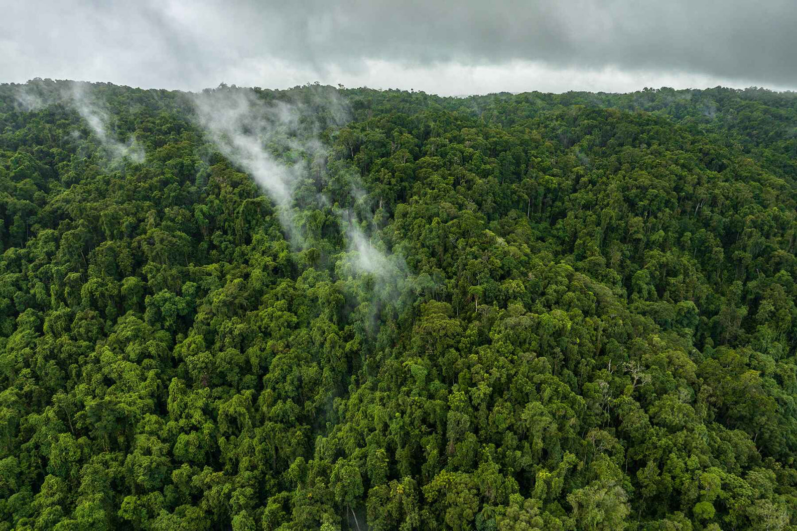 Plant Trees for Impact