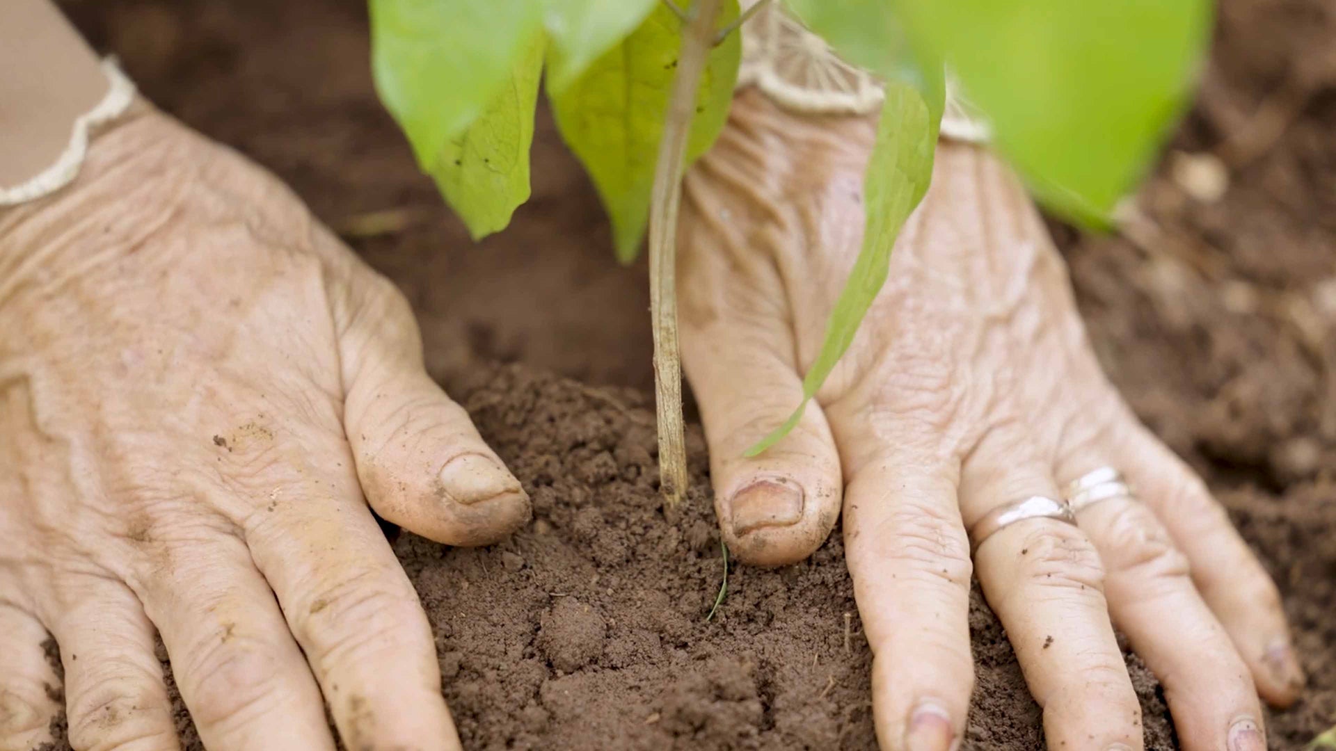 Video background fallback